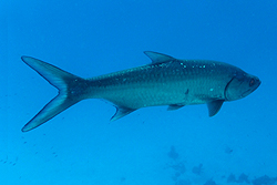 tarpon