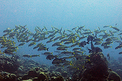yellow tailed snapper